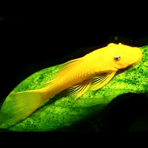 Ancistrus temminckii gold blue eyes L144 - Bürstennasenwels gold blaue augen SM